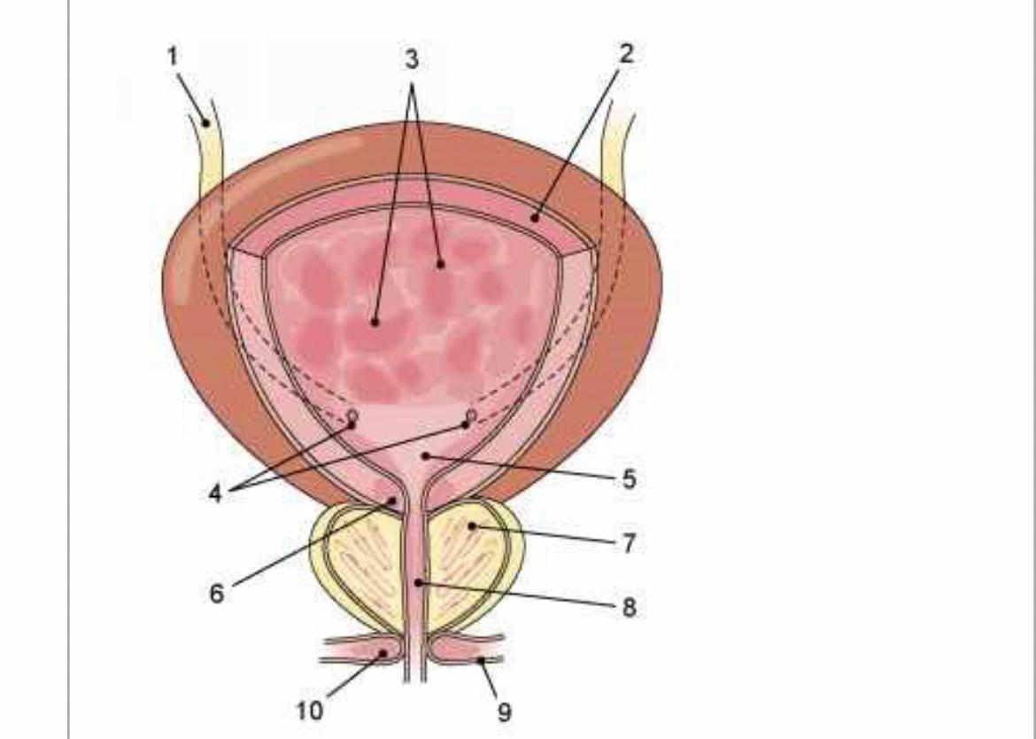 what-are-the-scientific-names-for-the-structure-chegg