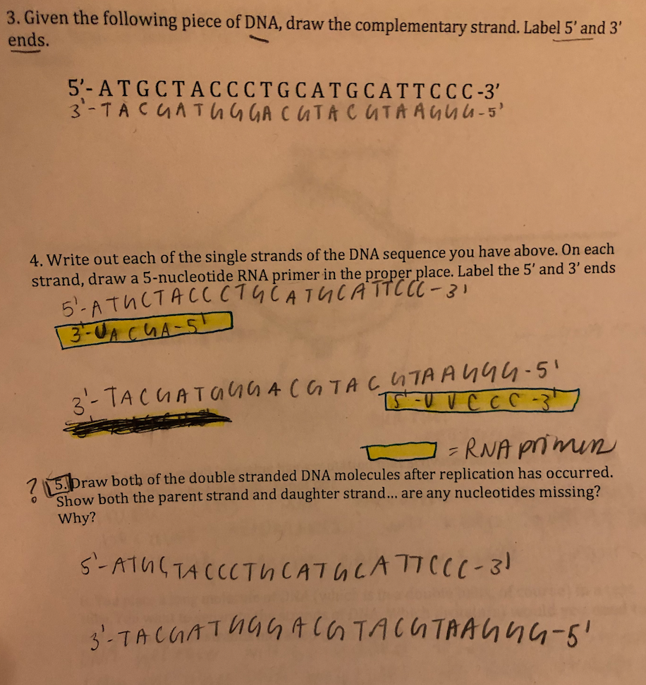 Solved 3. Given the following piece of DNA, draw the | Chegg.com