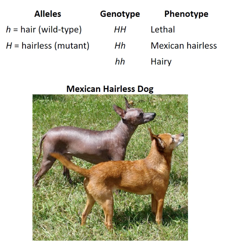 Hairy mexican 2024 hairless dog