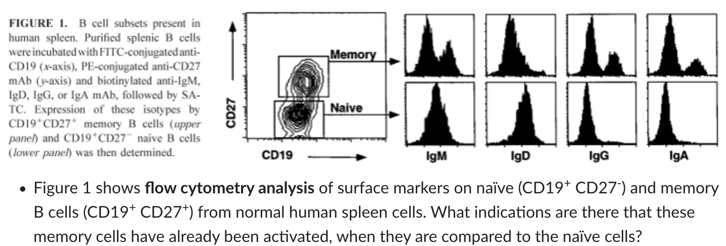 memory b cell markers