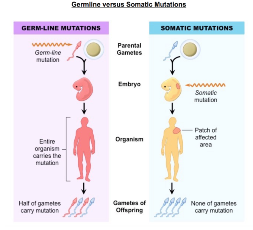 Solved Germline Versus Somatic Mutations Germ Line Mutations 4895