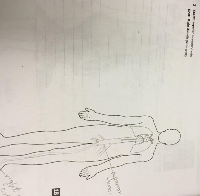 Solved Procedure 1 Tracing Blood Flow Patterns Trace the