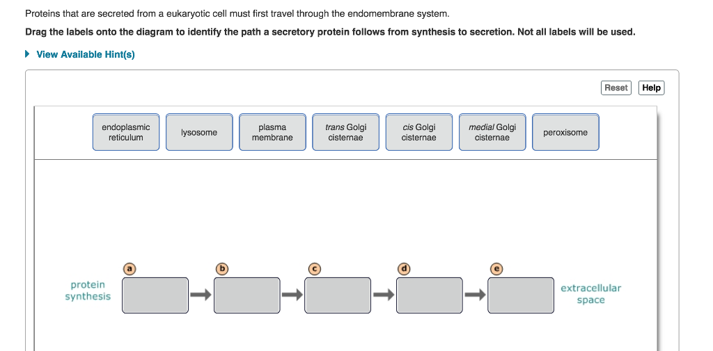 Solved: Part A Urganelles Of The Endomembrane System The V... | Chegg.com