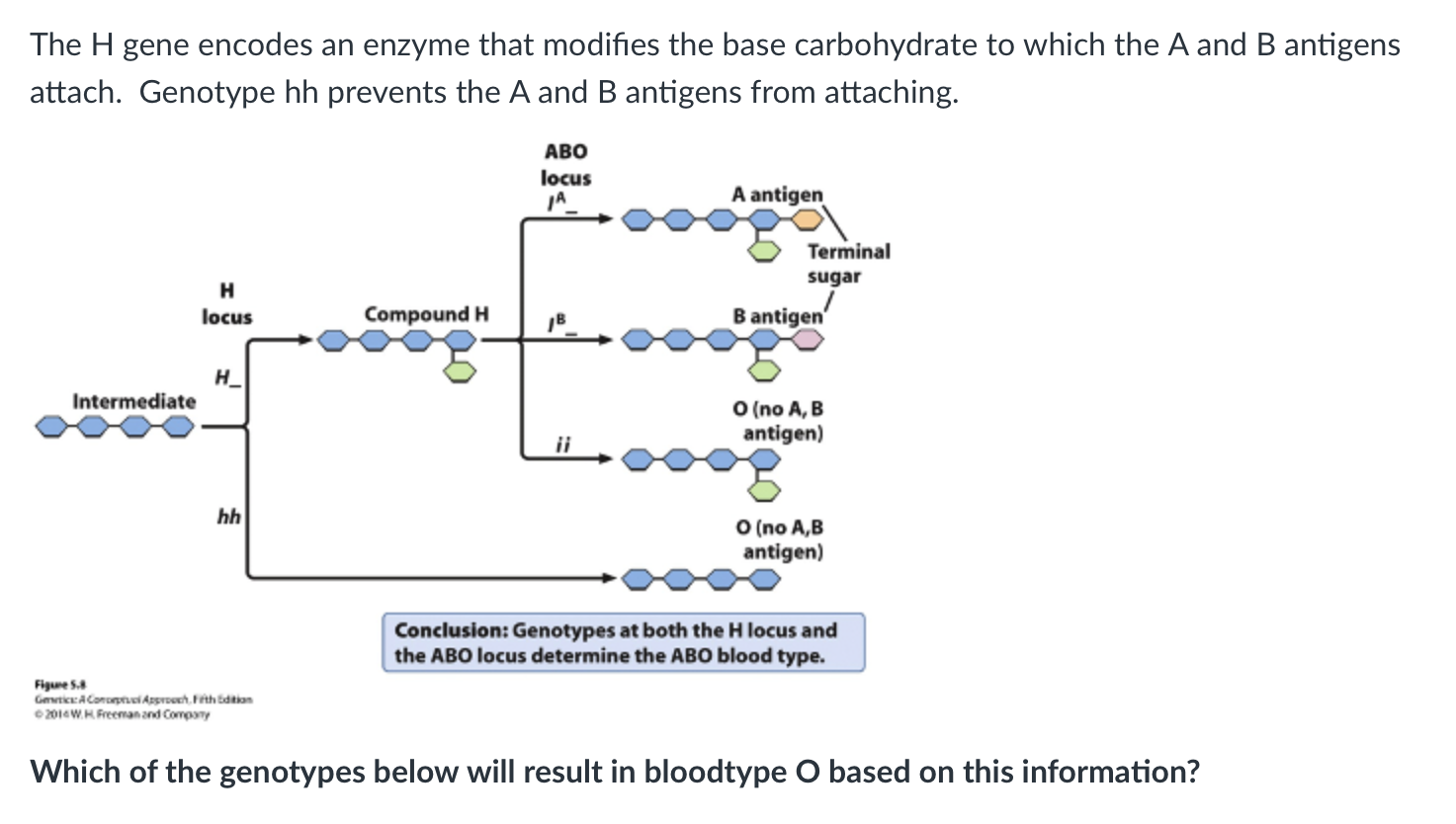 Solved The H gene encodes an enzyme that modifies the base | Chegg.com