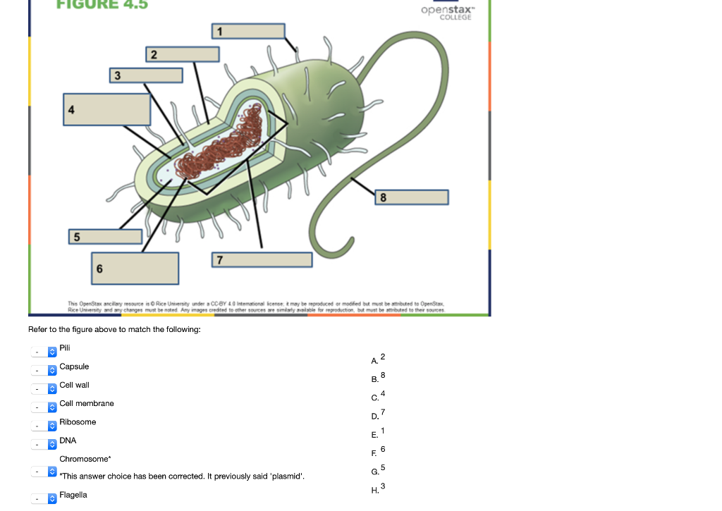 Solved Question 13 OOOO Newly synthesized proteins destined | Chegg.com