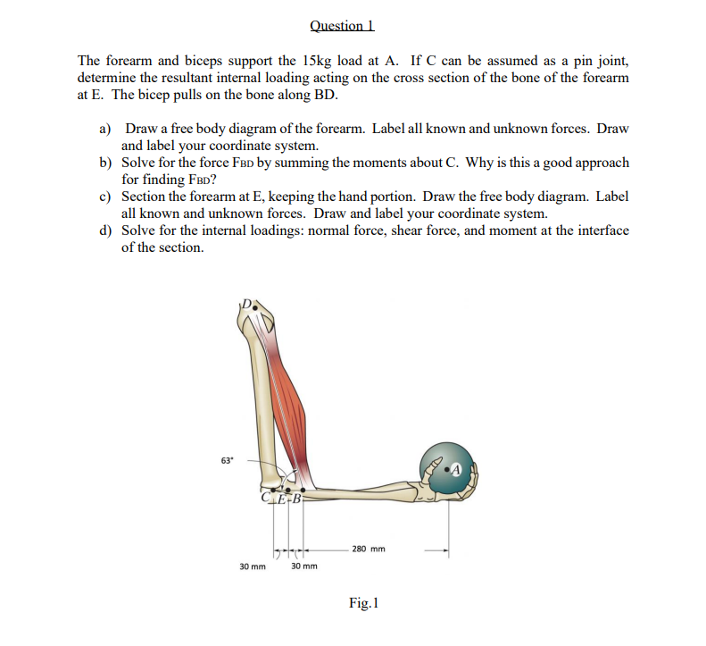 Solved Question 1 The forearm and biceps support the 15kg | Chegg.com