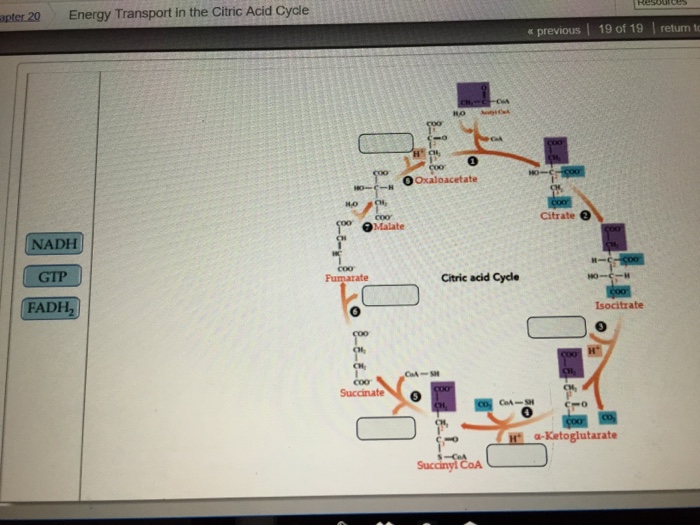 Solved apter 20 Energy Transport in the Citric Acid Cycle | Chegg.com