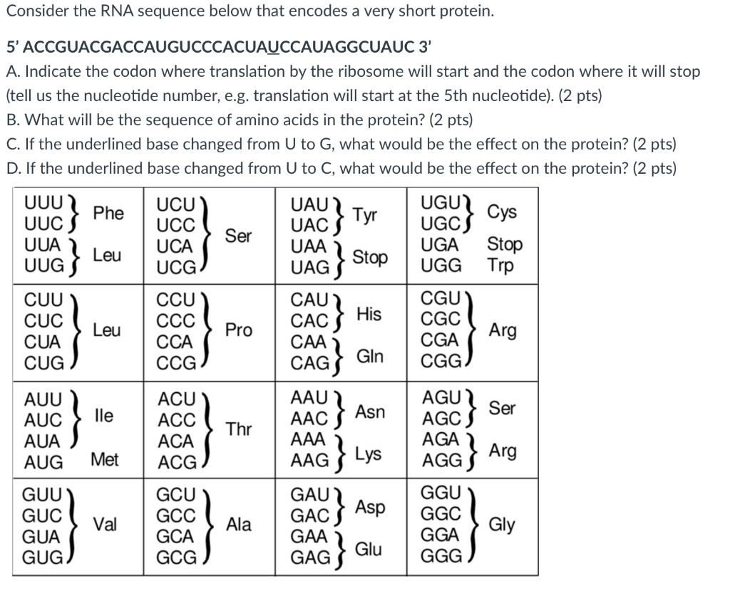 Solved Consider the RNA sequence below that encodes a very | Chegg.com