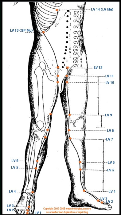 Liver Meridian