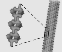 Solved When Sickle Cell Hemoglobin Is Formed As Shown In The | Chegg.com