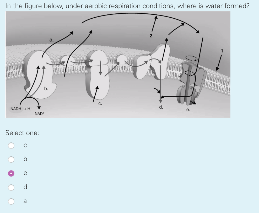 solved-in-the-figure-below-under-aerobic-respiration-chegg