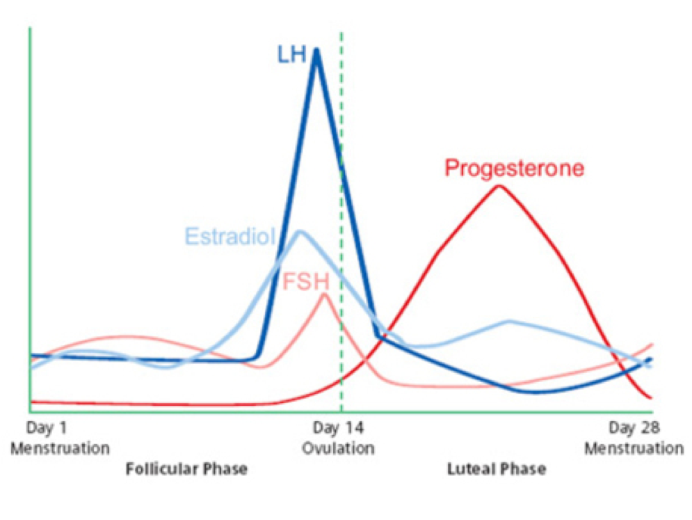 Эстрадиол и прогестерон это. Соотношение прогестерона и эстрадиола. Пролактин в течение цикла график. Menstrual Cycle 28 Days.