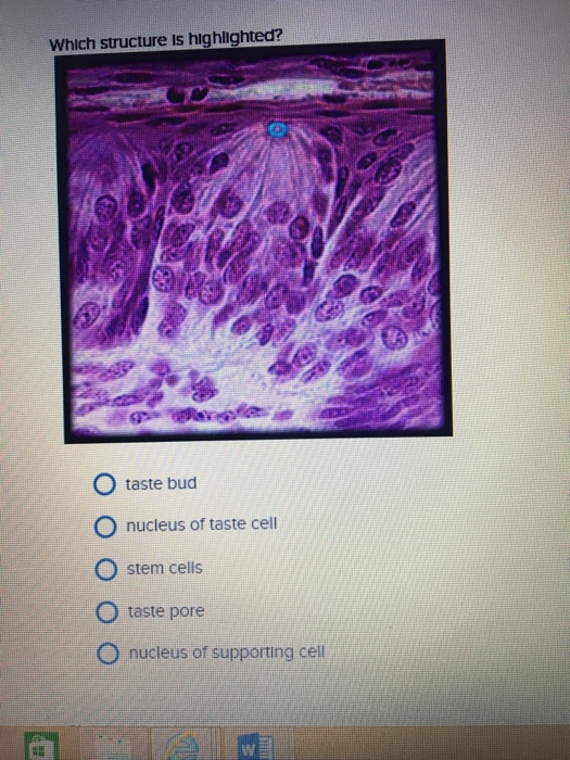 Solved Which structure is highlighted? taste bud nucleus | Chegg.com