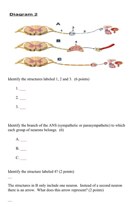 Solved Diagram 2 2 Identify the structures labeled 1, 2 and | Chegg.com