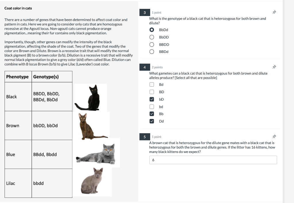 Solved Coat color in cats 3 1 point What is the genotype of