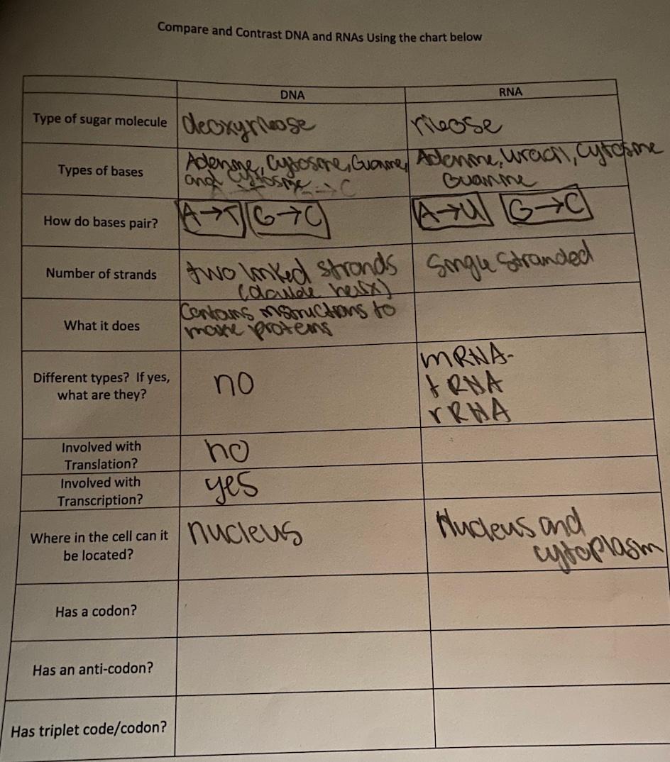 Solved Compare And Contrast Dna And Rnas Using The Chart 