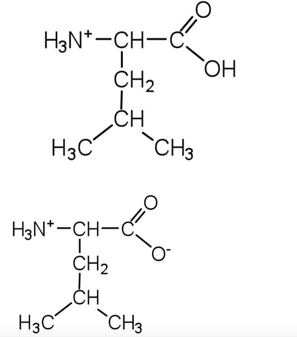Solved The amino acid leucine (R is -CH₂CH(CH3)2) has the | Chegg.com