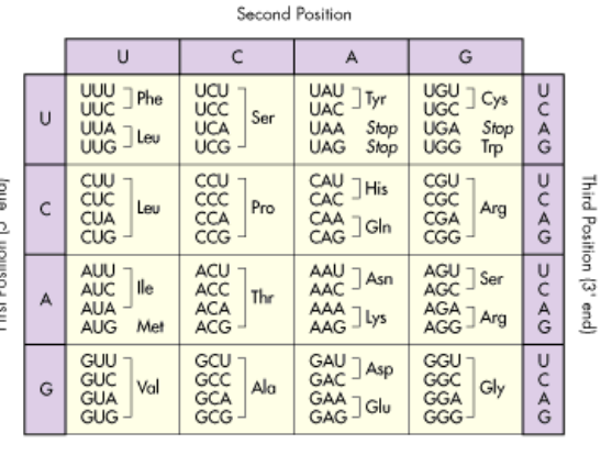 Solved Below is the double-stranded DNA sequence of part of | Chegg.com