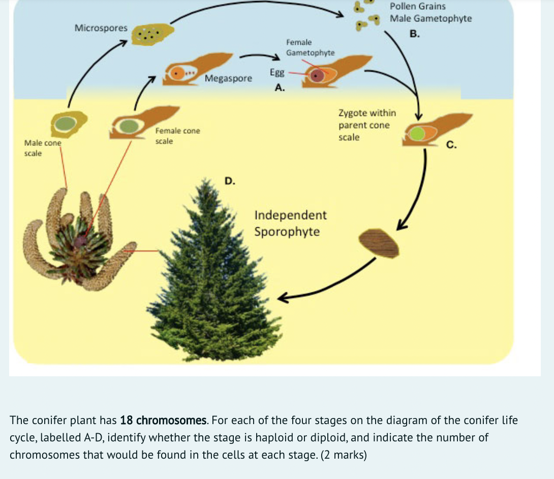 Solved Pollen Grains Male Gametophyte B. Microspores Female