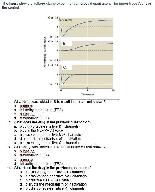 The Figure Shows A Voltage Clamp Experiment On A S ...