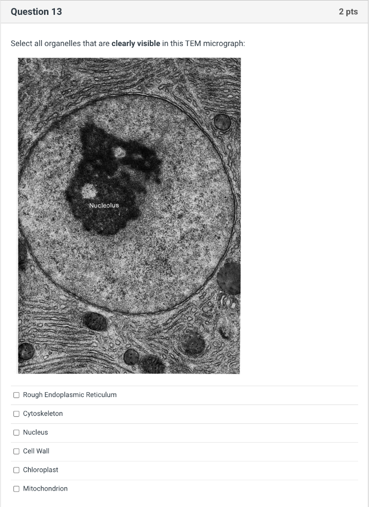 Solved Select all organelles that are clearly visible in | Chegg.com