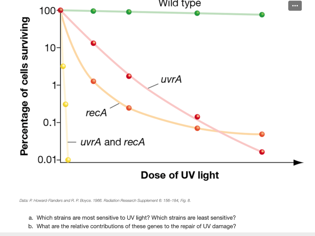 Simplified modeling of E. coli mortality after genome damage induced by UV-C  light exposure