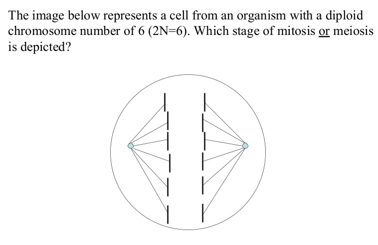 Solved The image below represents a cell from an organism | Chegg.com