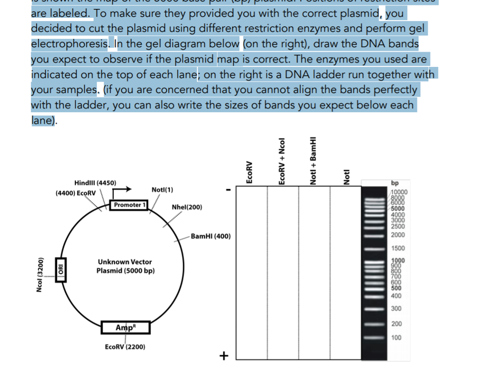 Solved You received a vector plasmid from a laboratory next | Chegg.com