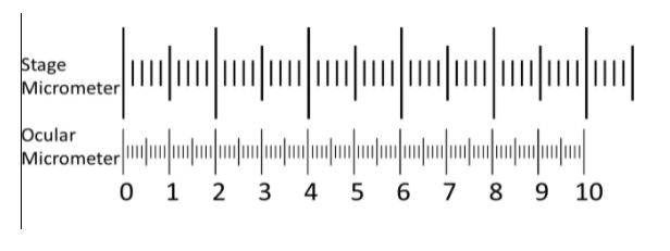 Solved Calculate the length of one ocular unit for the | Chegg.com