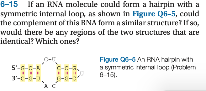 Solved 6-15 If An RNA Molecule Could Form A Hairpin With A | Chegg.com