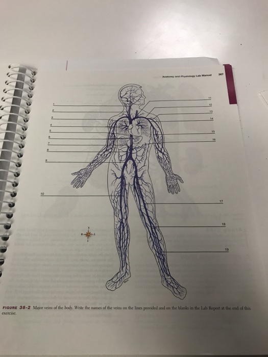 Solved FIGURE 38-2 Major veins of the body. Winite the names | Chegg.com