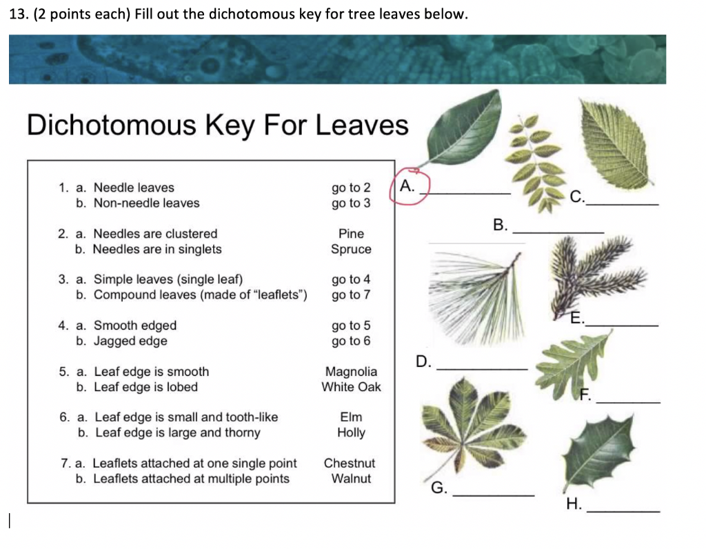 Лист 1 уровень. Dichotomous Key. Dichotomous Key animals. Branching Tree dichotomous Key. Chestnut Tree leaves.