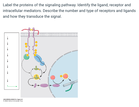 Solved Label the proteins of the signaling pathway. Identify | Chegg.com