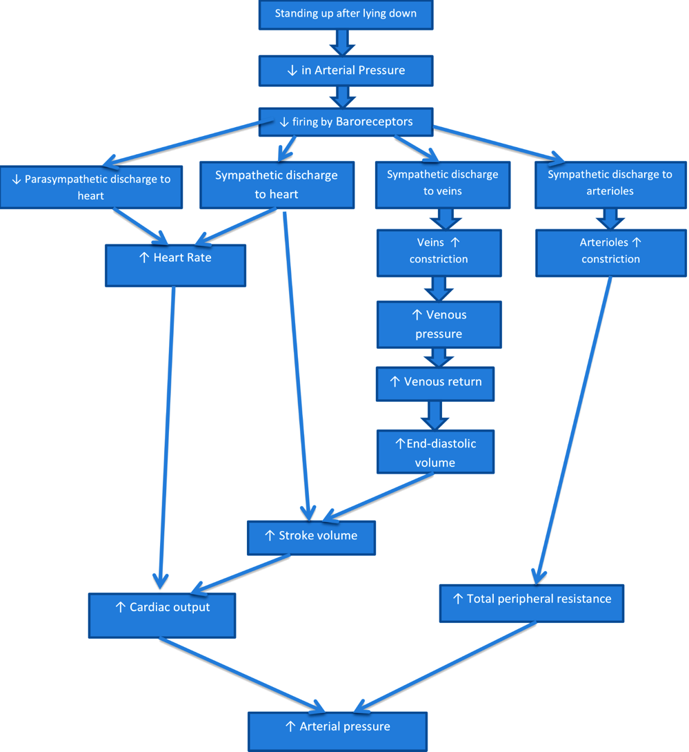Standing up after lying down in Arterial Pressure HHE firing by Baroreceptors Parasympathetic discharge to heart Sympathetic
