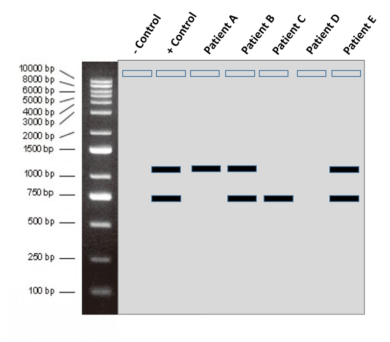 Solved What part of the PCR process makes this test specific | Chegg.com