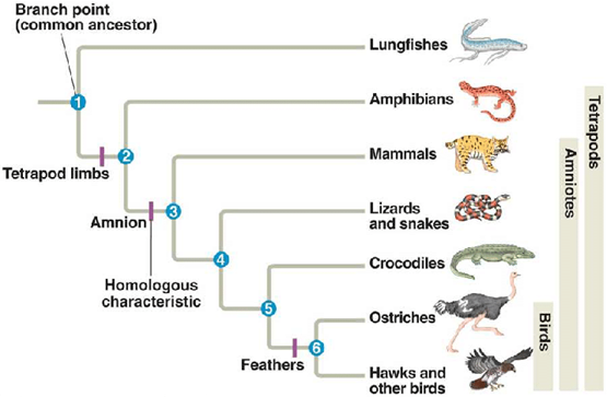 Solved 4. According to the phylogeny below, which of the | Chegg.com