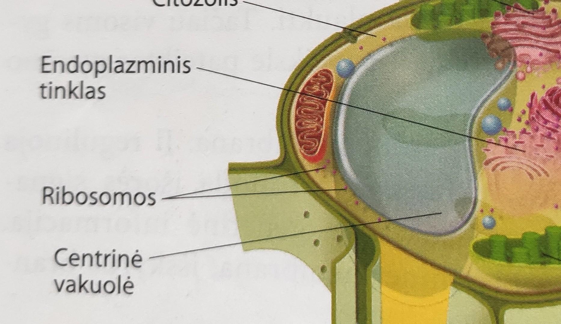 Bio Lastelės Skirtumai Audiniai Flashcards Chegg Com