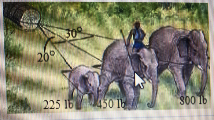 Amal uses three elephants to pull a very large log | Chegg.com
