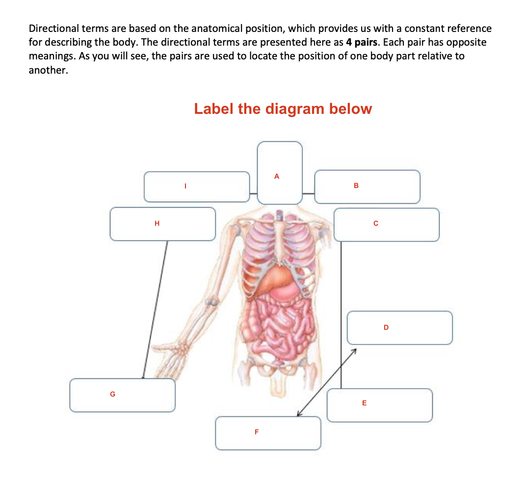 anatomical directional terms