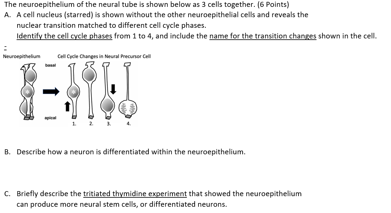 The neuroepithelium of the neural tube is shown below as 3 cells together. (6 Points)
A. A cell nucleus (starred) is shown wi