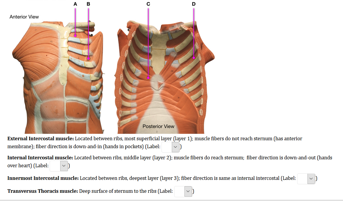 external intercostal muscles