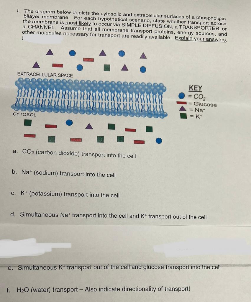 Solved 1. The diagram below depicts the cytosolic and | Chegg.com