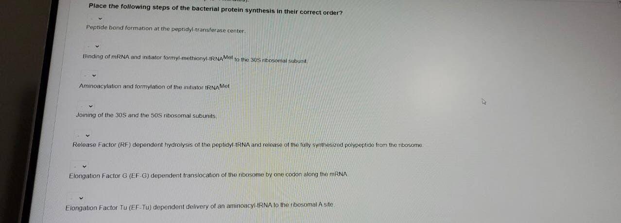 Solved Place the following steps of the bacterial protein | Chegg.com