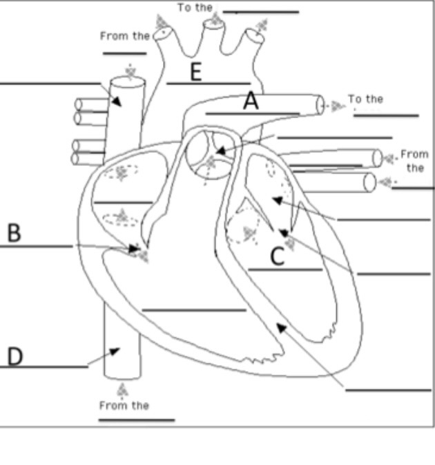 Solved which structures would have deoxygenated blood in | Chegg.com