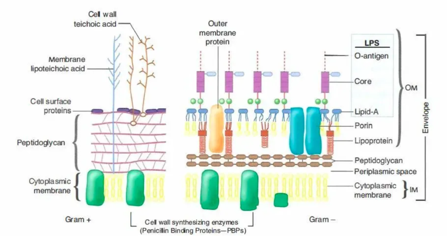 Solved Cell wall | Chegg.com