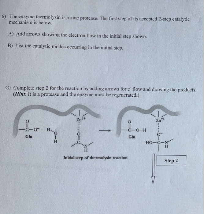 Solved 6) The enzyme thermolysin is a zinc protease. The | Chegg.com