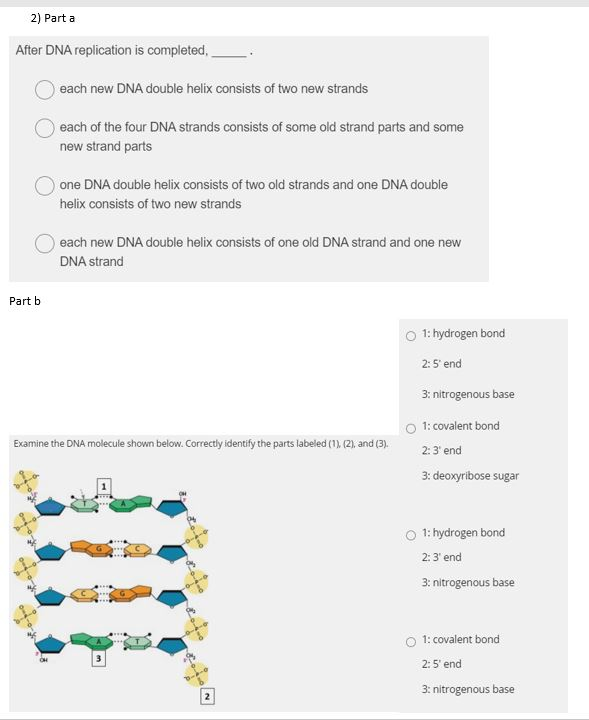 Solved 2 Parta After Dna Replication Is Completed Each Chegg Com