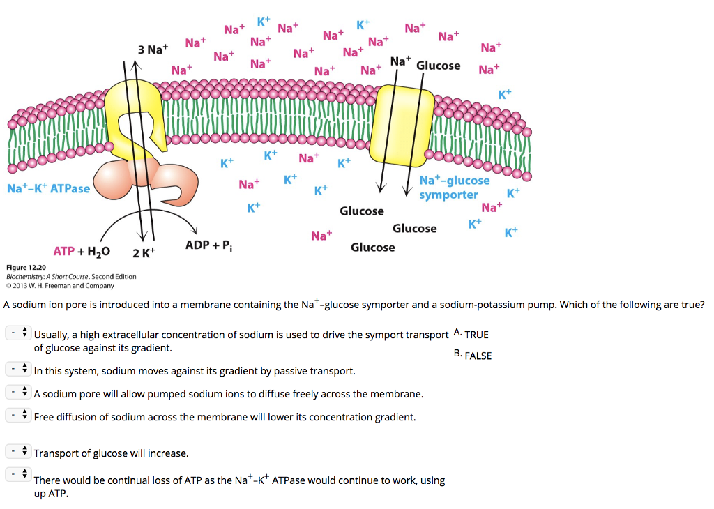 Solved Na+ 3 Na+ Na+ Na Glucose Nat Na+ Na+ K Na Kt
