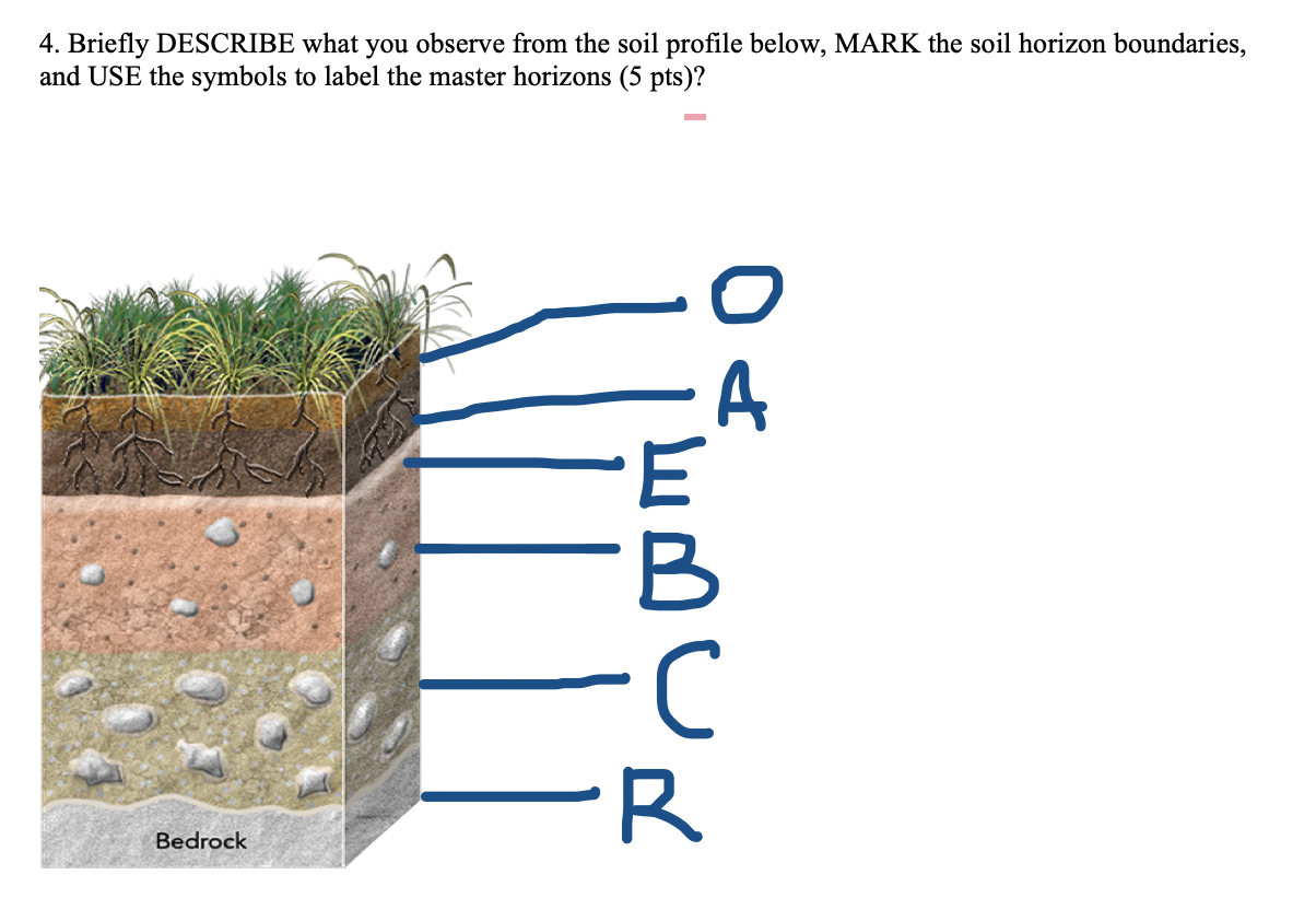 Solved 4. Briefly DESCRIBE what you observe from the soil