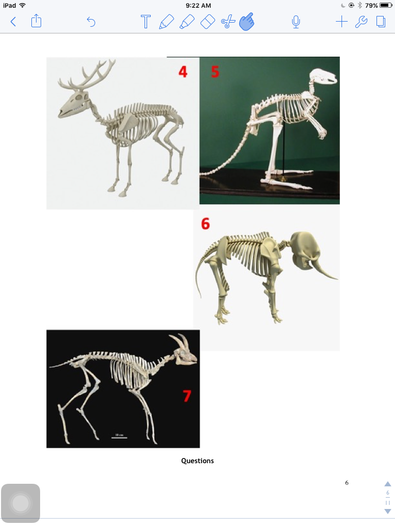 Solved Part Iii 14 For Each Of The Seven Animals Below Chegg Com